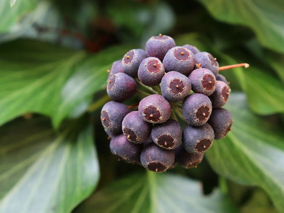 Buy ENGLISH IVY Plant SEEDS/ 20 Pc Fresh Organic Ivy Plant Seed Corn /  Houseplants and Gardening / Hedera Ivy Seeds 20 Pc --- Organic Seeds Bank  Online in India - Etsy