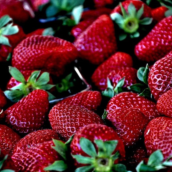 STRAWBERRY - SEEDS Super Sweet 300 pc Seeds - Fresh Organic Strawberry Fruit Seed Corn - Plant Planting Gardening / Houseplant