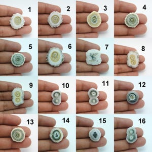 Könnte beinhalten: Eine Sammlung von sechzehn polierten Spondylus-Muschelscheiben, die jeweils einzigartige Muster und Farben aufweisen. Die Muscheln variieren in den Farbtönen Weiß, Creme und Grün, mit konzentrischen Ringmustern. Die Muscheln werden in einer Hand präsentiert.