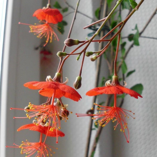 Seltene botanische Hibiscus Grandidieri Samen