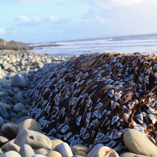 Goose Barnacles