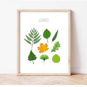 May include: A framed print displaying illustrations of different leaves, such as ash, maple, and oak. The leaves are rendered in green and yellow hues, with the word "LEAVES" above. The frame is a light brown colour.
