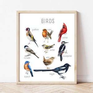 Chart Educational Birds Poster, Common Birds Print, Printable Wall Art, Montessori Homeschool Decor, Nature Classroom, DIGITAL DOWNLOAD