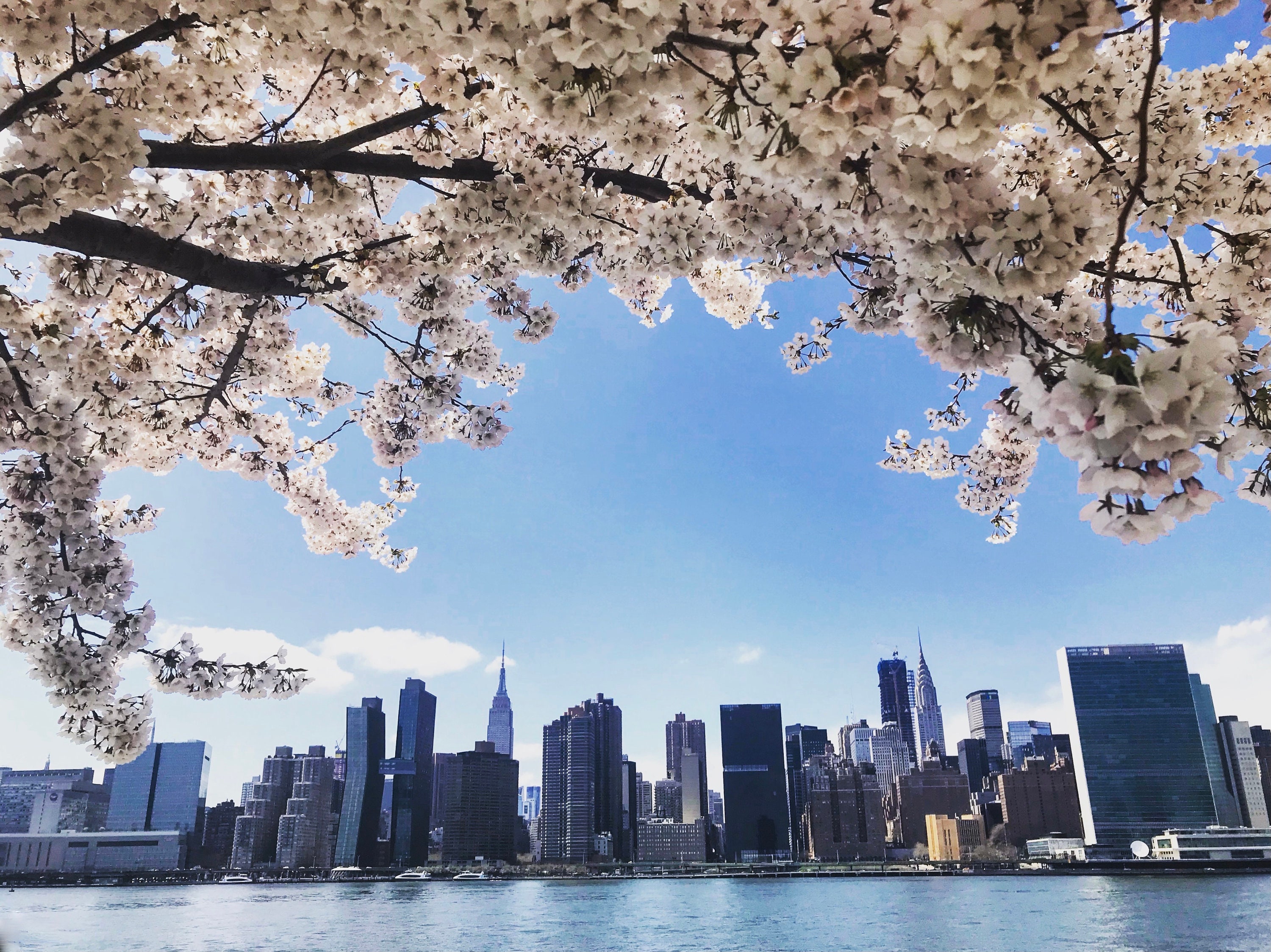 New York City Skyline through Cherry Blossoms — Gogh Wilde Photography