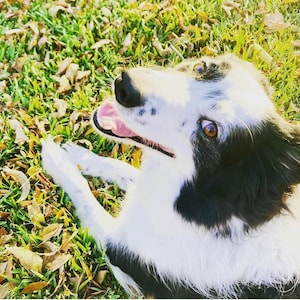 Boarder Collie