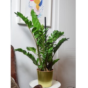 Black metal plant pole climbing vines powder coated steal stabilizer monstera ficus SARA 80cm (31,5 in) with small circular support