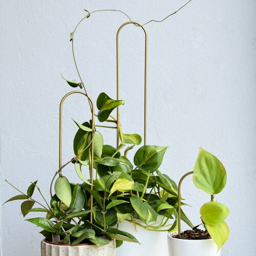 Gold metal plant trellis support climbing vines powder coated steal wire leaf stabilizer ivy hoya syngonium ARCHIE with personalized tag