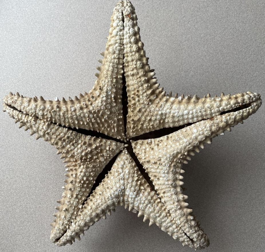 Vintage 1950s Dried 10" Natural Starfish Shell - Etsy