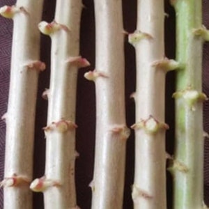 Thick, Fresh cuttings - Cassava, yuca Cuttings 6-8" cuts- Manihot esculenta, Manioc, Tapioca