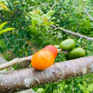 The Jocote plum tree or Spanish plum, hog plum, Spondias purpurea, red mombin - cuttings or live plants; cutting taken fresh upon order