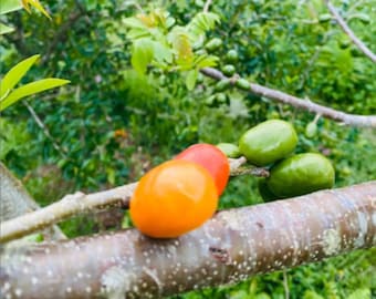 The Jocote plum tree or Spanish plum, hog plum, Spondias purpurea, red mombin - cuttings or live plants; cutting taken fresh upon order