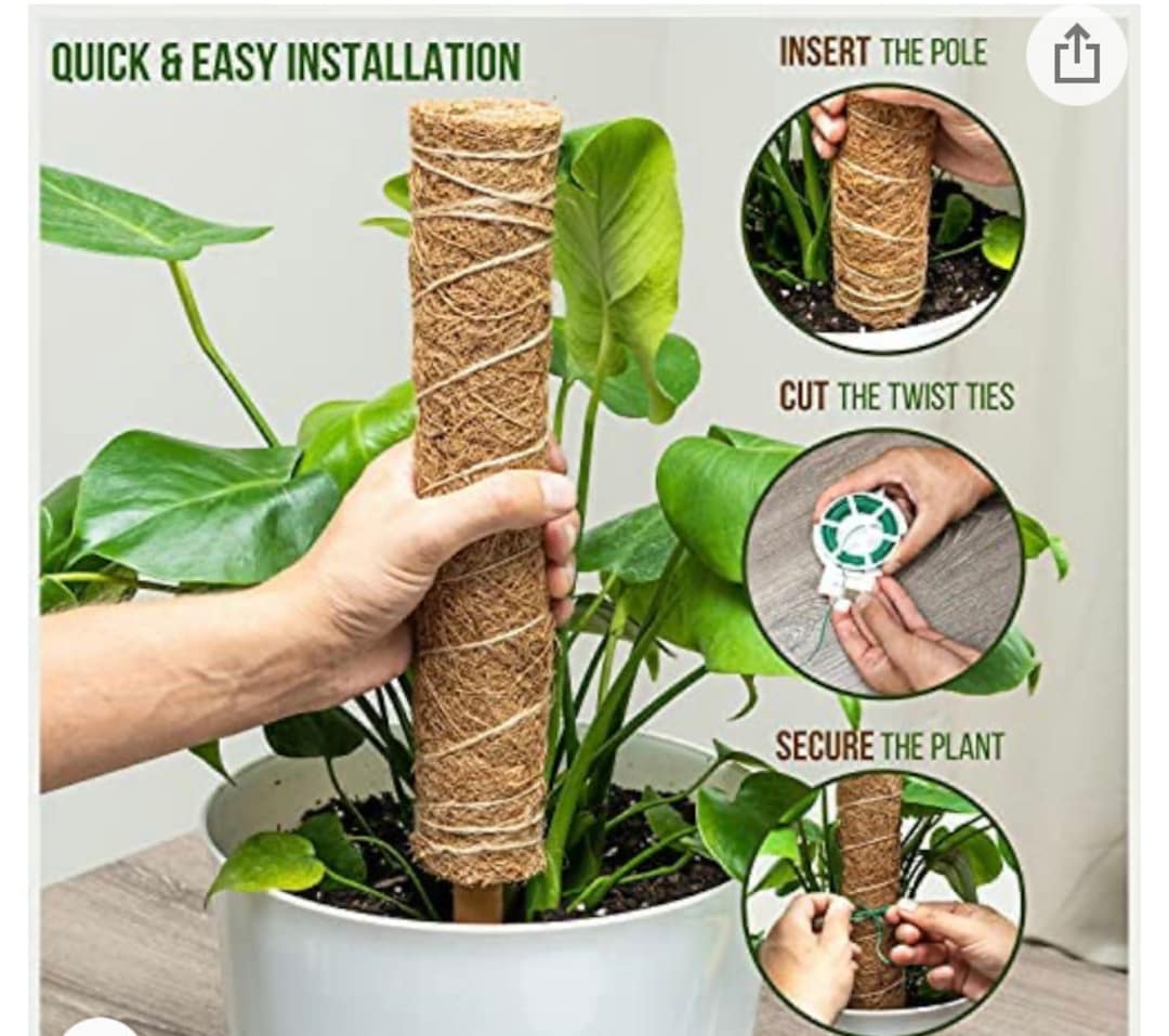 29 60 Inch Moss Pole for Plants Monstera 2 Premium Coco Coir Moss Poles