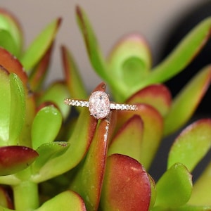 Sterling Silver Cremation Ring: Pet Ashes Memorial Keepsake