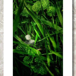 Print: Wonderer