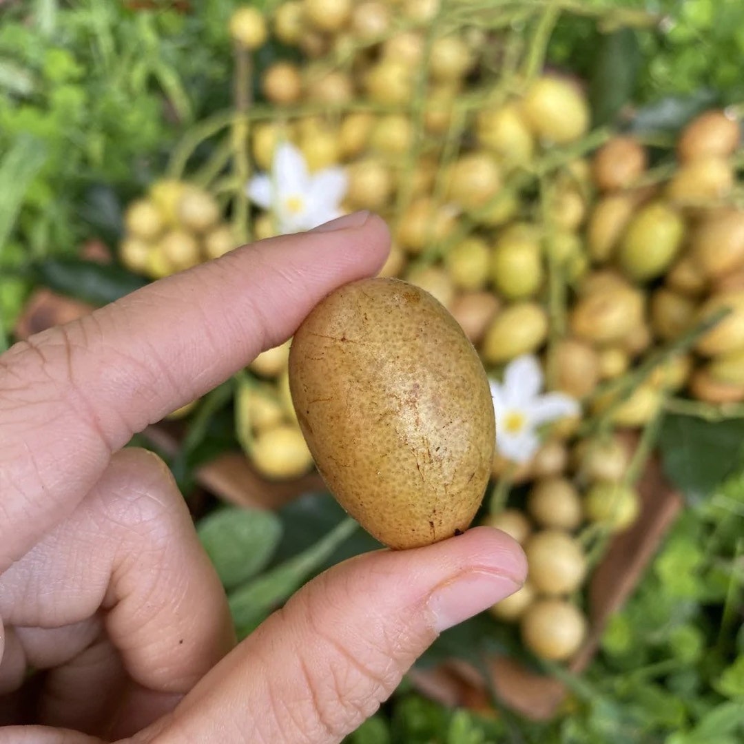 Wampee Wampi clausena Lansium GFS Live Fruit Plant Etsy