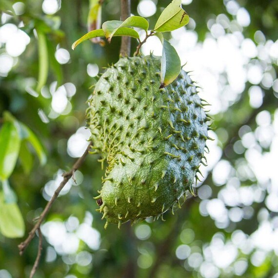 Guanabana annona Muricata Soursop Live Fruit Tree GFS Etsy