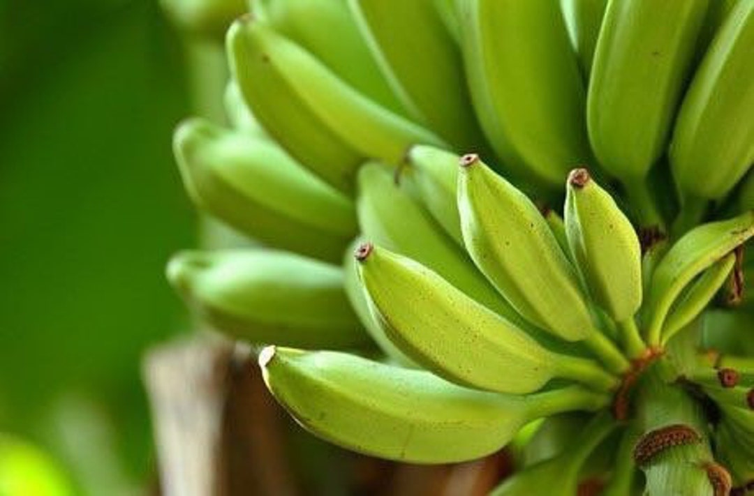 Saba Plantain musa Acuminata Balbisiana Plant plátano Live Plant Etsy