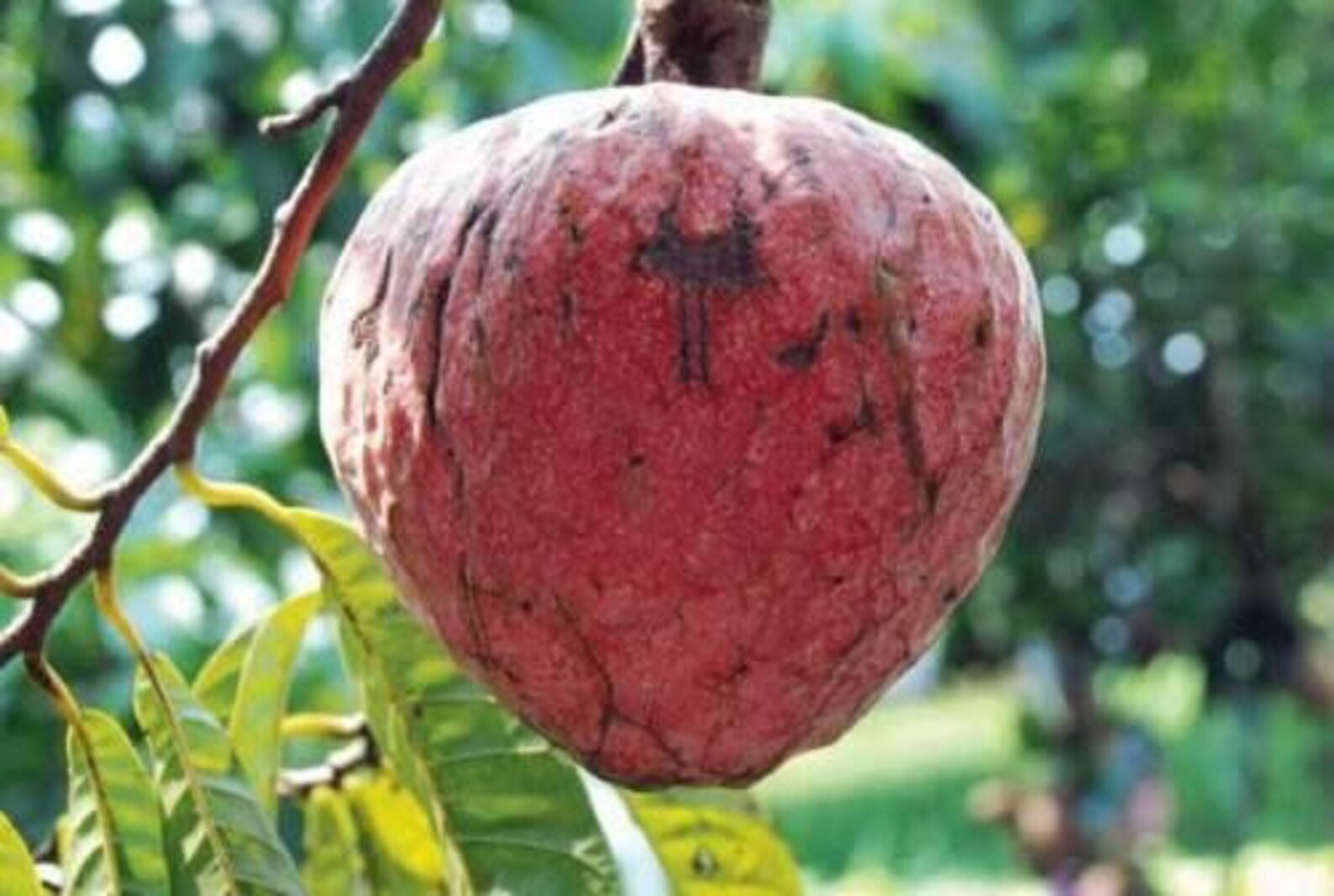 1.5ft 2.5ft Red Custard Apple cherimoya Annona GFS Tree Etsy