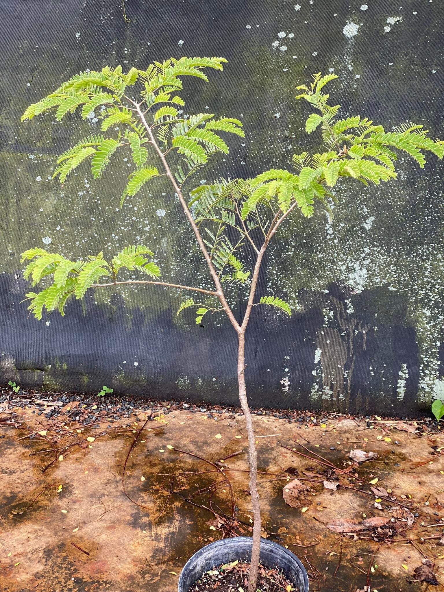 Grafted Sweet Tamarind tamarindus Indica Tamarindo Live Etsy