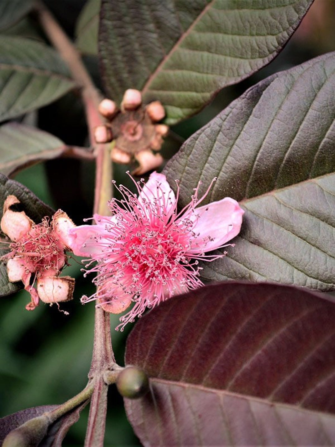 arbol de pomarrosa en mexico