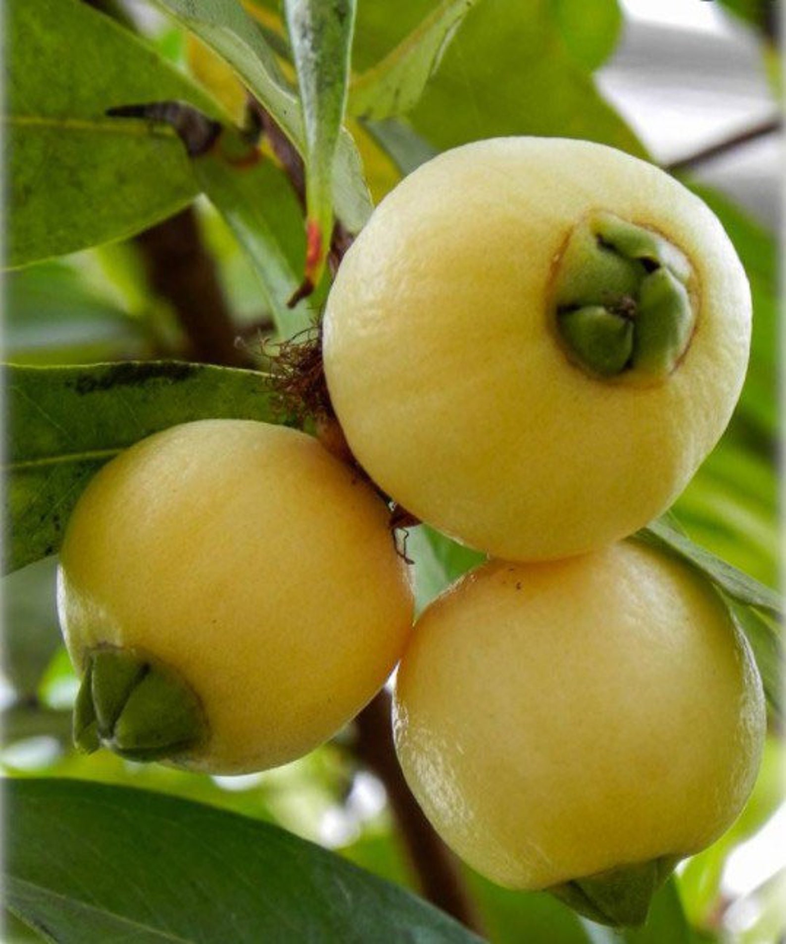 Yellow Rose Apple syzygium Jambos Live Fruit Tree GFS 10in Etsy