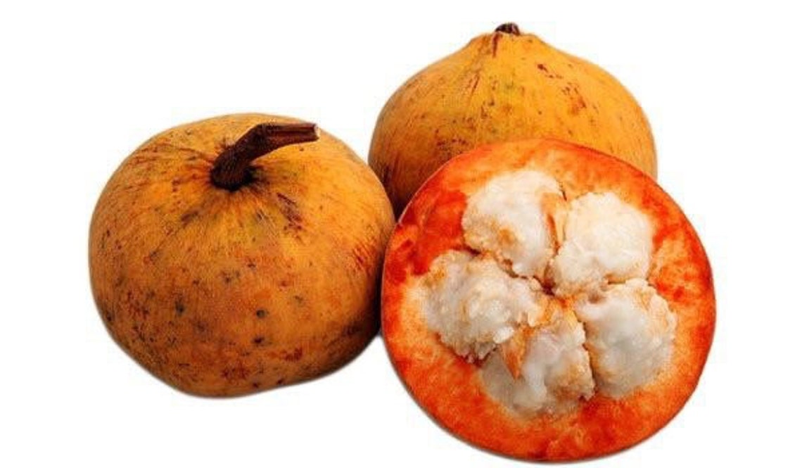 Santol sandoricum Koetjape Live Fruit Tree Etsy