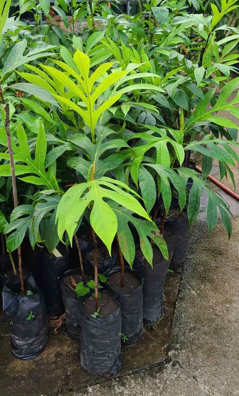 2ft 3ft Grafted Breadfruit pana Pen Live Tree | Etsy