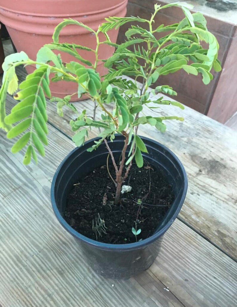 Sour Tamarind tamarindus Indica L. Tamarindo Live Fruit GFS Etsy