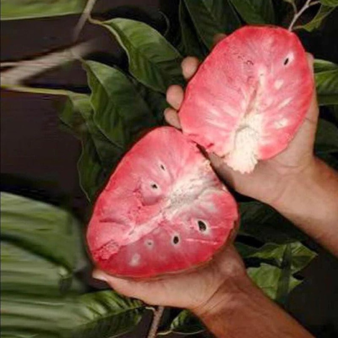 Red Custard Apple cherimoya Annona GFS Tree - Etsy