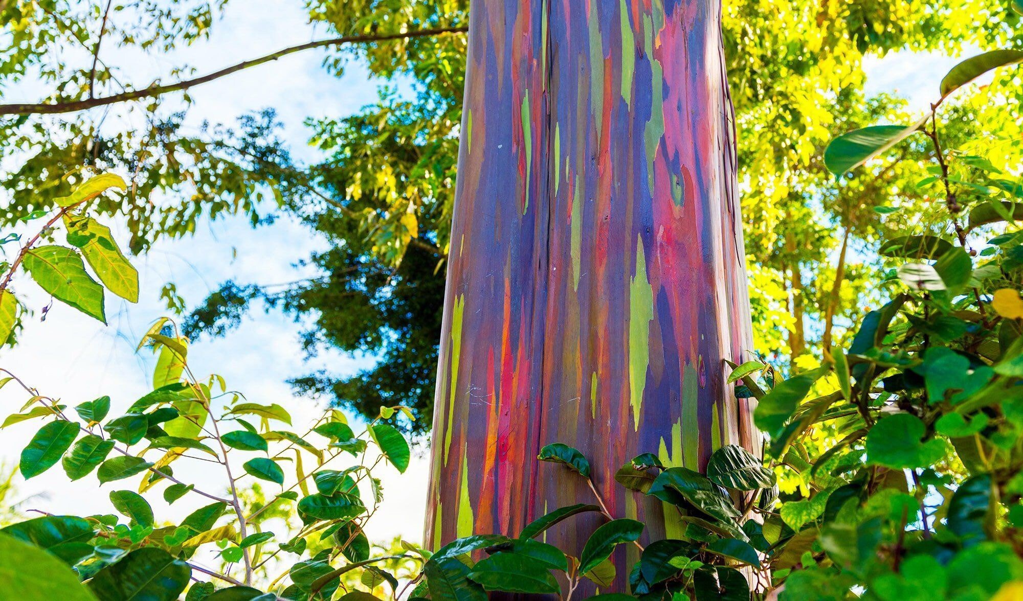 Rainbow Eucalyptus eucalyptus Deglupta Live Tree Etsy