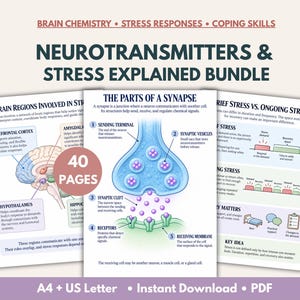 May include: A 40-page educational bundle titled Neurotransmitters & Stress Explained Bundle, featuring diagrams of brain regions, a synapse with labeled parts, and charts comparing brief stress versus ongoing stress in A4 and US Letter sizes.