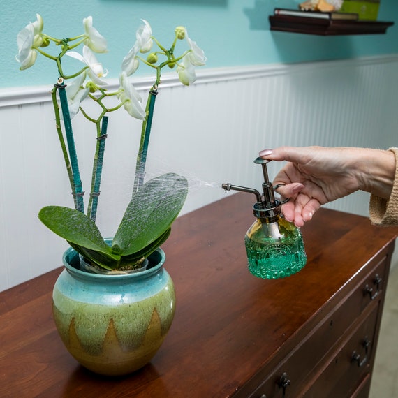 Norman's orchids deals