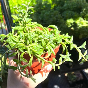 String of Dolphins, Trailing Succulent, Hanging Succulent, Live Plant in 4&#39;&#39; pot