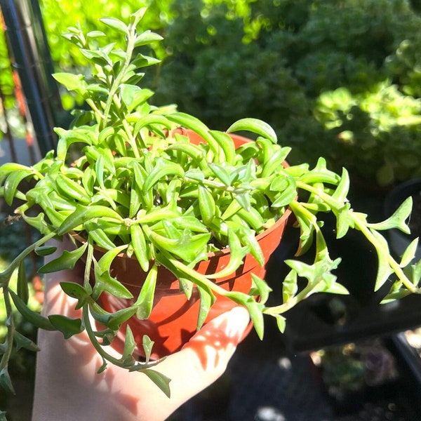 String of Dolphins, Trailing Succulent, Hanging Succulent, Live Plant in 4'' pot