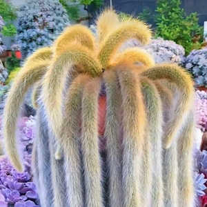 Monkey Tail Cactus, Hildewintera Colademonois, Rare Cactus, Live Succulents, Ship in Bare Roots, 6&quot; to 8&#39;&#39; long