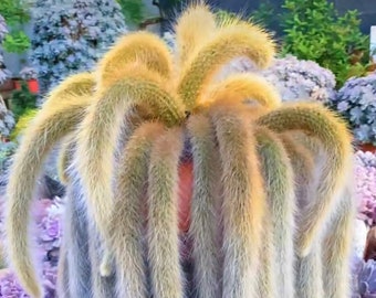 Monkey Tail Cactus, Hildewintera Colademonois, Rare Cactus, Live Succulents, Ship in Bare Roots, 6" to 8'' long