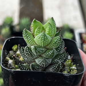 Haworthia Coarctata, Small Succulent, Rooted Plant in 2.5'' pot