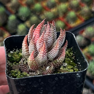 Eagle’s Claw Succulent, Haworthiopsis Reinwardtii, Red Succulent, Small Plant, Live Rooted Plant in 2.5'' pot