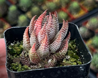 Eagle’s Claw Succulent, Haworthiopsis Reinwardtii, Red Succulent, Small Plant, Live Rooted Plant in 2.5'' pot