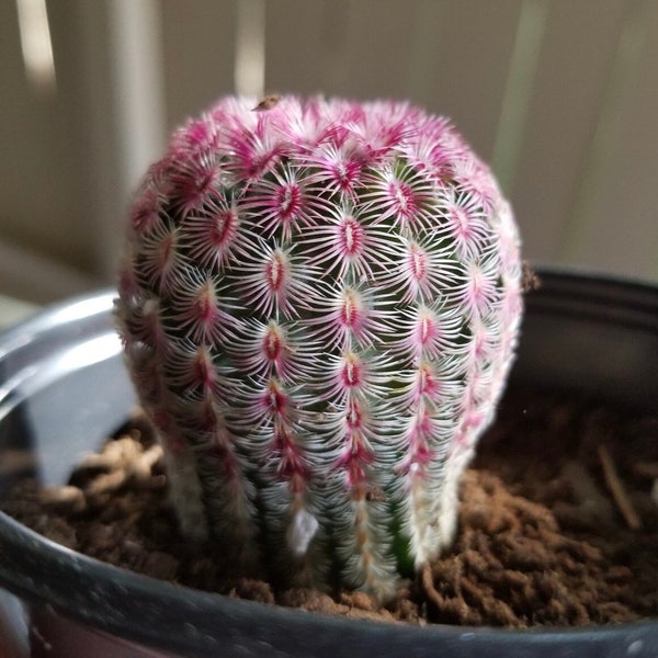 Arizona Rainbow Cactus, Rainbow Hedgehog Cactus, Echinocereus Rigidissimus, Colorful Cactus, Pink Cactus in 2", 3", 4'', 6" pot