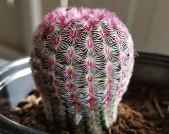 Arizona Rainbow Cactus, Rainbow Hedgehog Cactus, Echinocereus Rigidissimus, Colorful Cactus, Pink Cactus in 2", 3", 4'', 6" pot