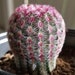 see more listings in the Cactus Lover section