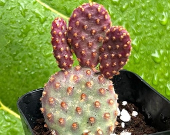 Mini Cinnamon Cactus, Opuntia Rufida Minima, Rare Cactus, Small Succulent, Live Plant in 2'', 4" pot