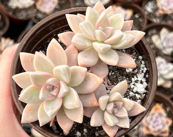 Ghost Plant, Mother of Pearl, Graptopetalum Paraguayense, Live Succulent in 2", 4" Pot