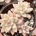 see more listings in the Succulents section