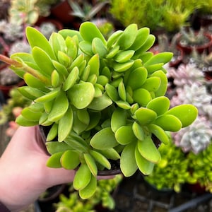 May include: A vibrant green succulent plant with rounded, fleshy leaves. The plant is potted in a small, dark container. The leaves have a slight reddish hue around the edges. Other plants are visible in the background.