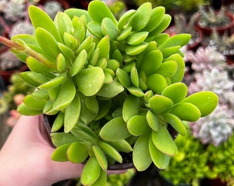 Crassula Swaziensis, Money Maker Succulent, Variegated Succulent in 2", 4" pot