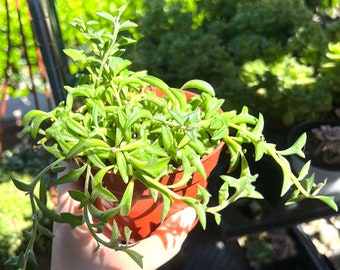String of Dolphins, Trailing Succulent, Hanging Succulent, Live Plant in 4'' pot