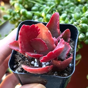 Kalanchoe Longiflora Coccinea, Kalanchoe Sexangularis, Tugela Cliff-kalanchoe Succulent in 2" pot