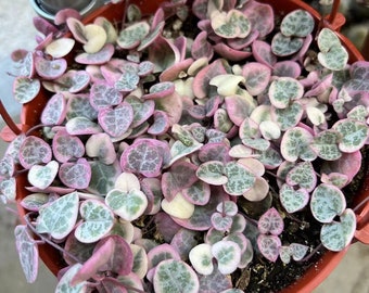 Variegated String of Hearts/VSOH/Ceropegia Woodii, Valentines Gift, Hanging Plant in 2.5”, 4’’, 6’’ pot